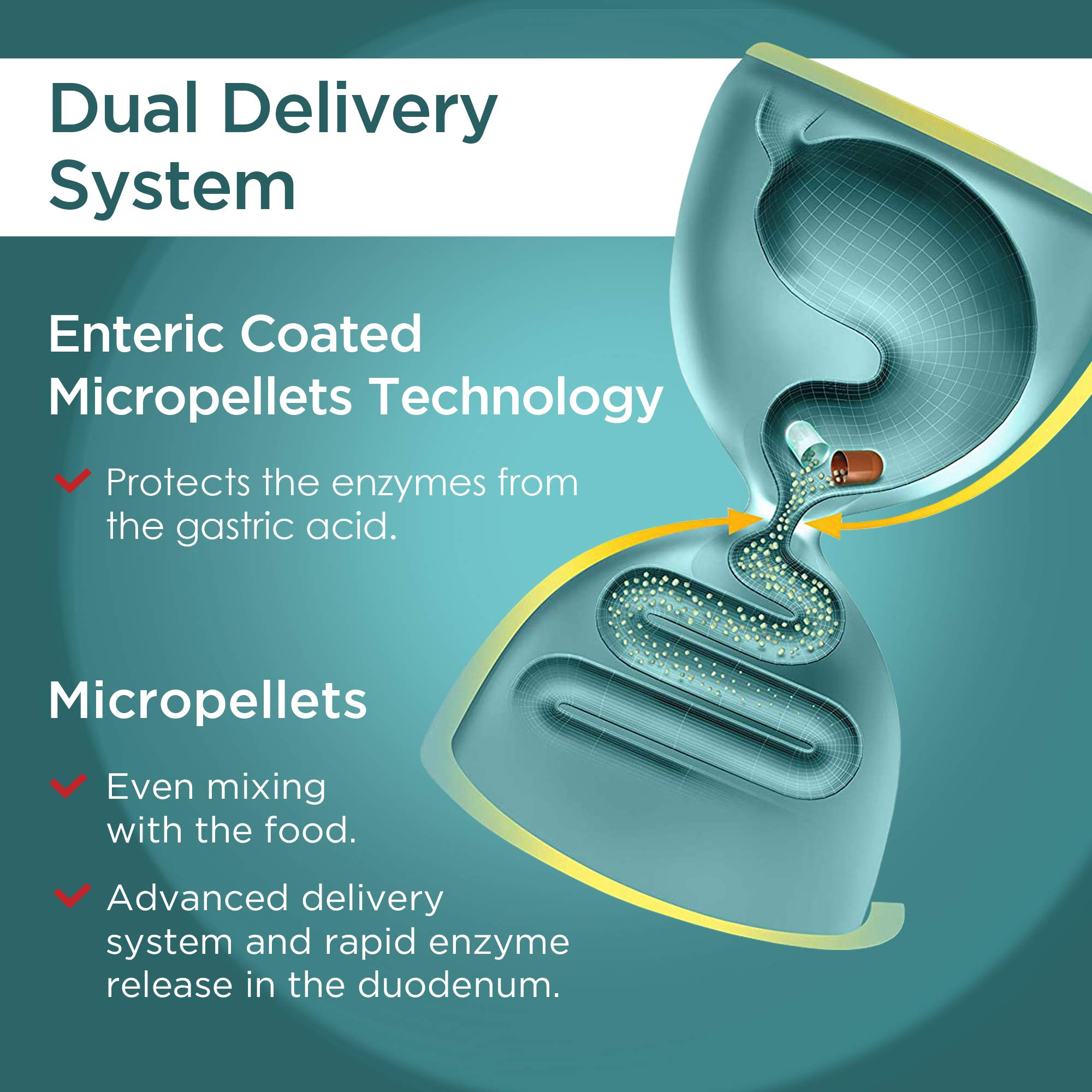 Micrazym Multi-Enzymes Supplement 25,000 USP Units ingredients list