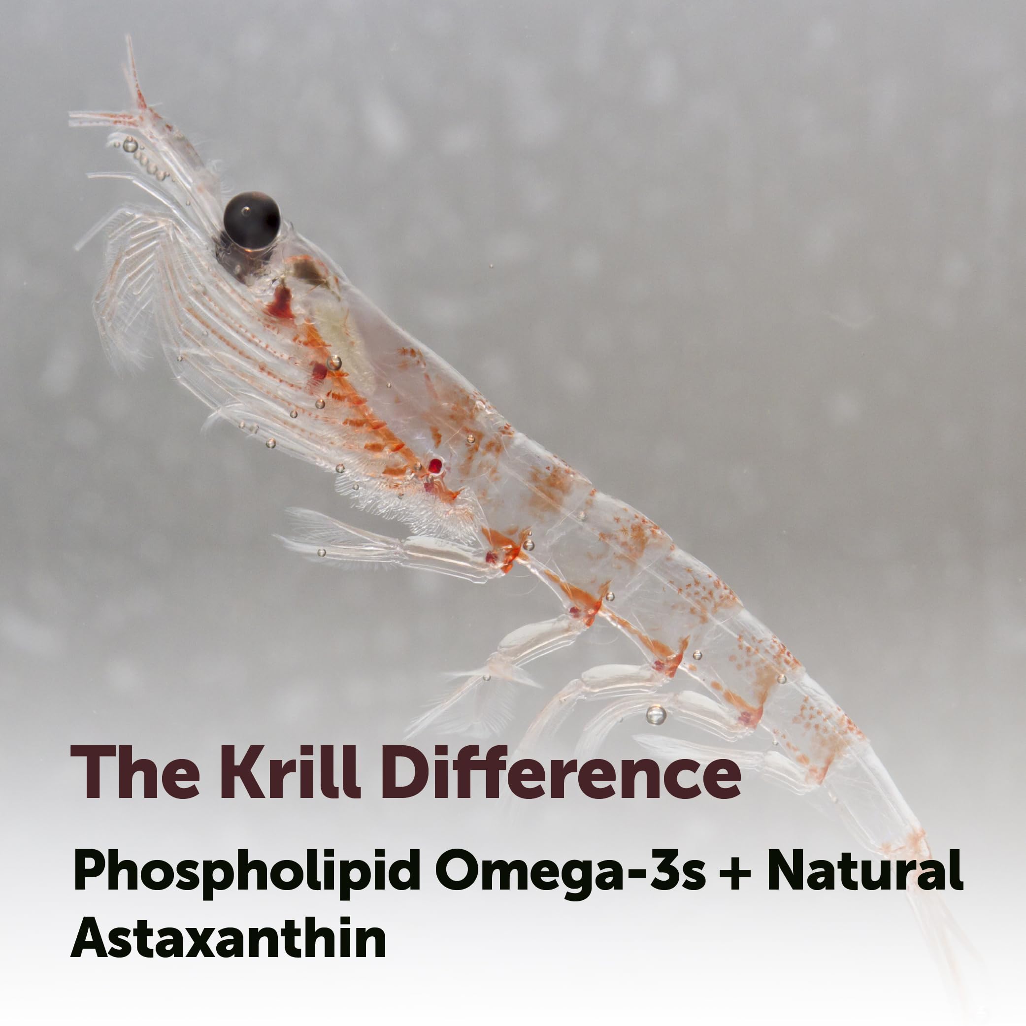 Micro Ingredients Antarctic Krill Oil softgels on a wooden table