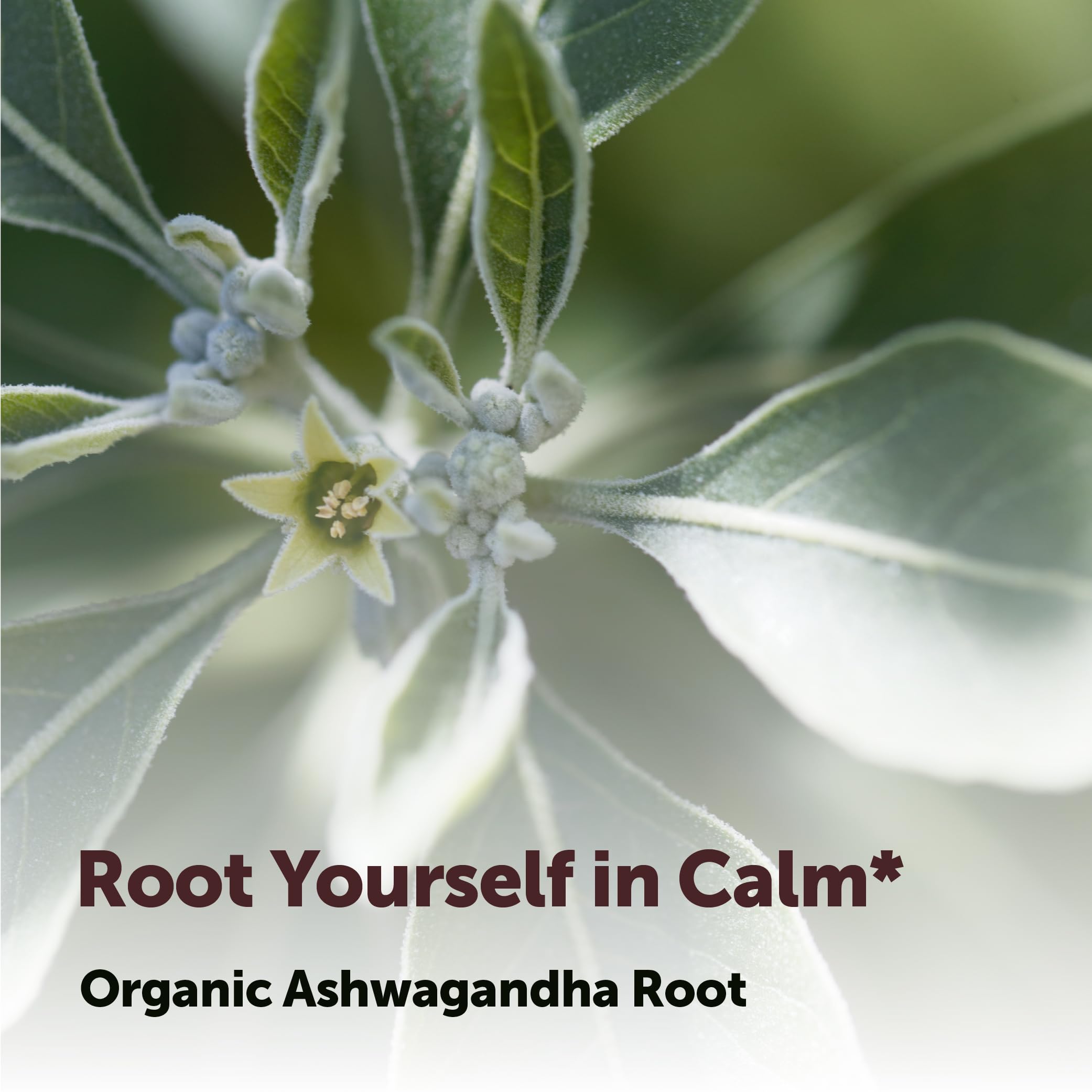 Micro Ingredients Organic Ashwagandha Root Powder 907g mixed in a smoothie