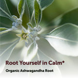 Micro Ingredients Organic Ashwagandha Root Powder 907g mixed in a smoothie
