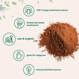 Micro Ingredients Organic Chaga Mushroom Extract Powder scoop with powder