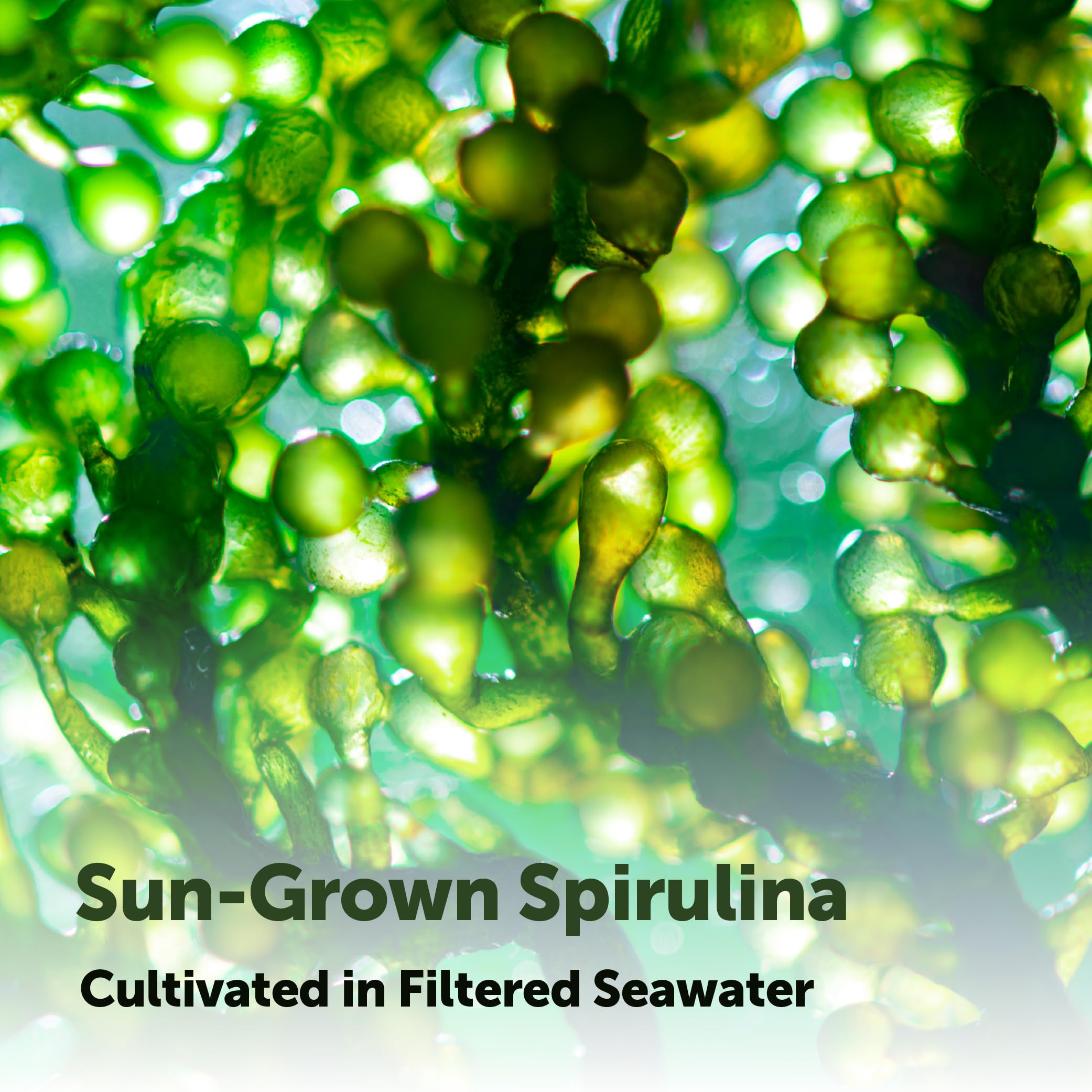 Micro Ingredients Organic Spirulina Tablets close-up of tablets