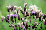 Milk Thistle Seed packaging with nutritional information