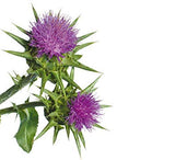 Milk Thistle Seed Powder in a measuring spoon