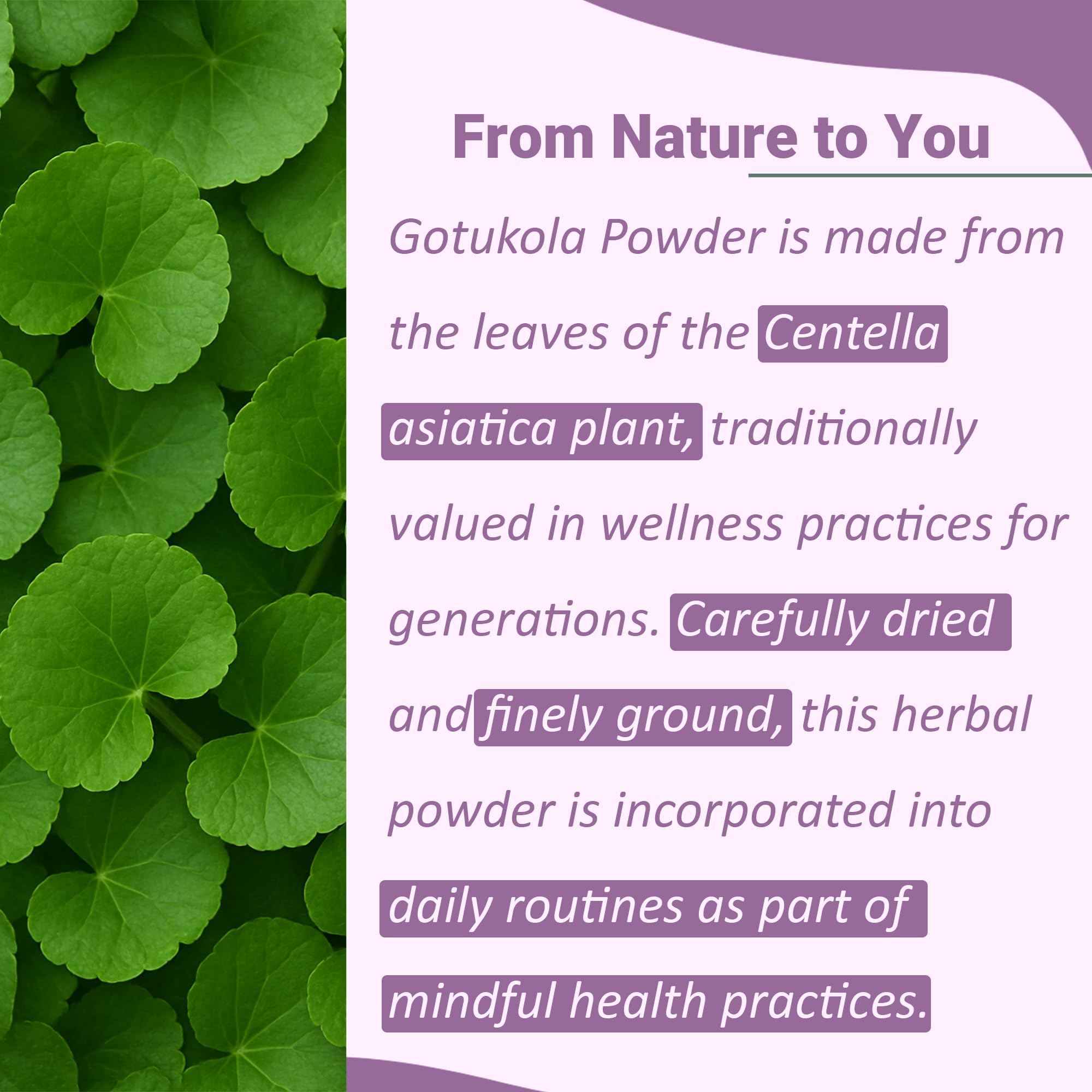 minature Gotu Kola Powder 240g back view showing ingredients