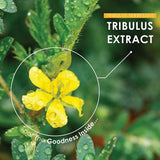 minature Tribulus Terrestris Herbal Supplement ingredients list
