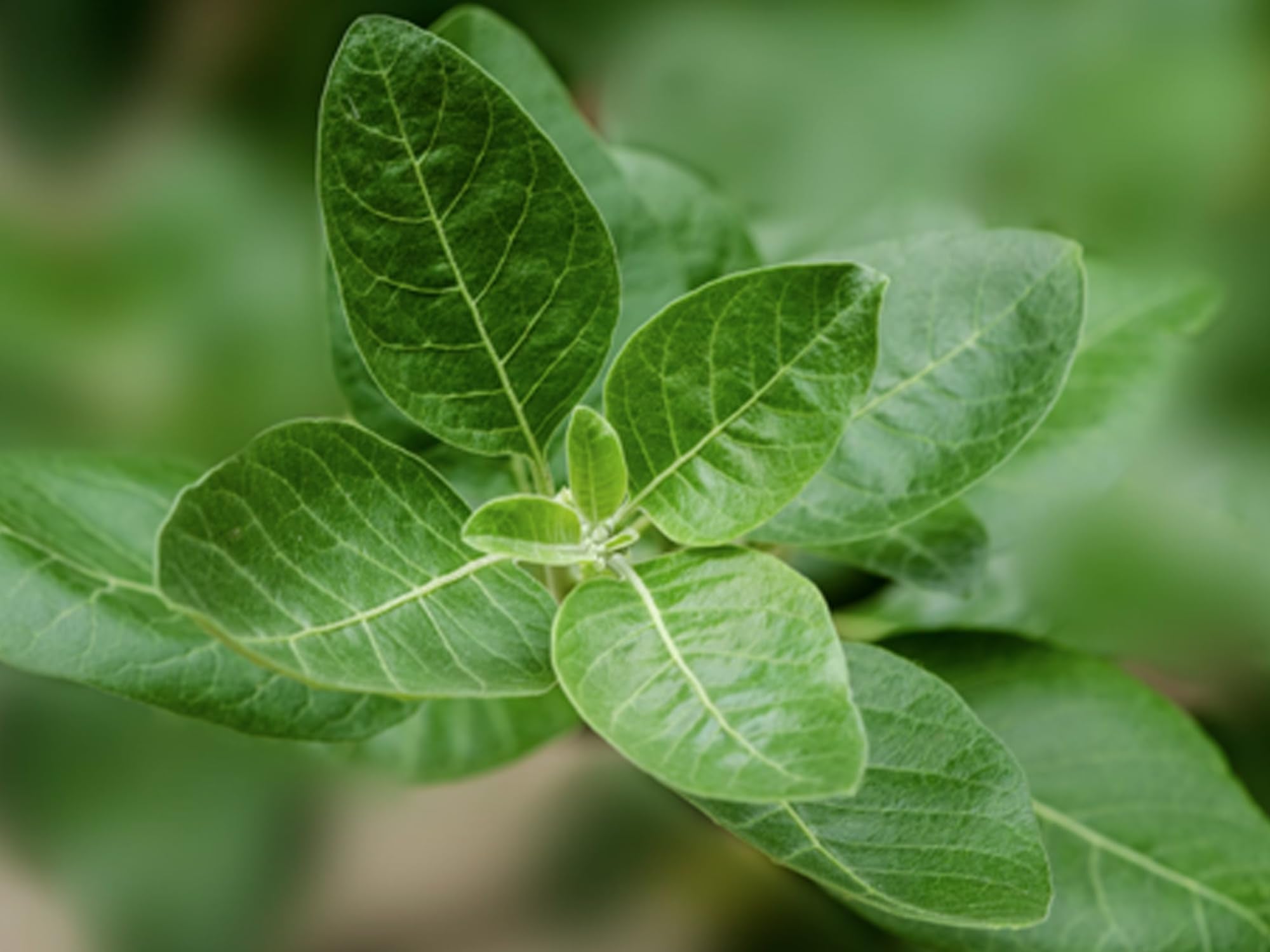Momentous Ashwagandha supplement in a lifestyle setting