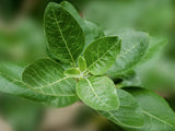 Momentous Ashwagandha supplement in a lifestyle setting