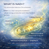Moon Laboratory NAD+ Support Supplement capsules on a table