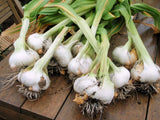 Morel Garlic Culinary Ingredient 259g with cooking utensils