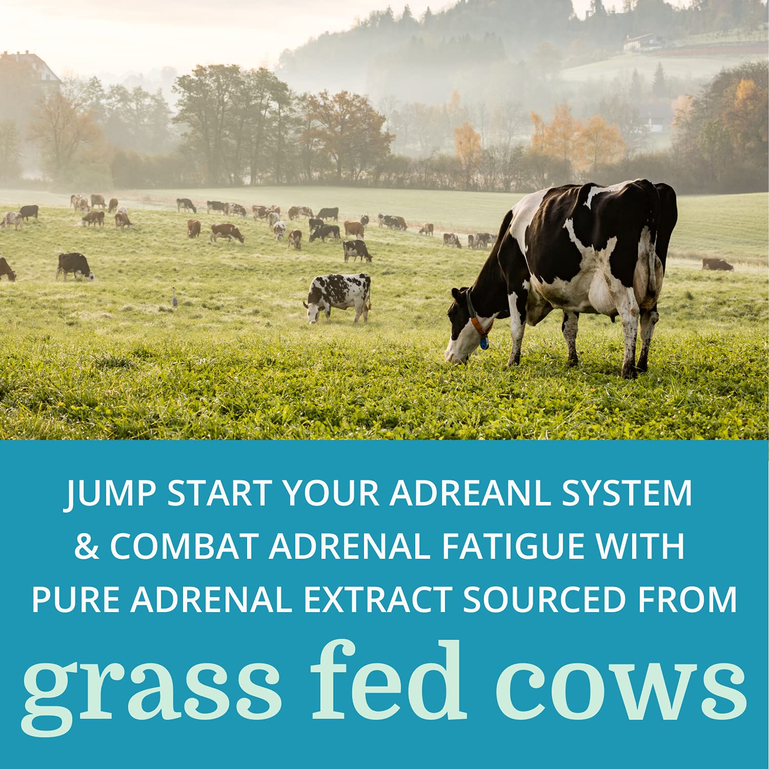 Morter HealthSystem Adrenergy Adrenal Extracts 113g on a kitchen counter