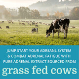 Morter HealthSystem Adrenergy Adrenal Extracts 113g on a kitchen counter