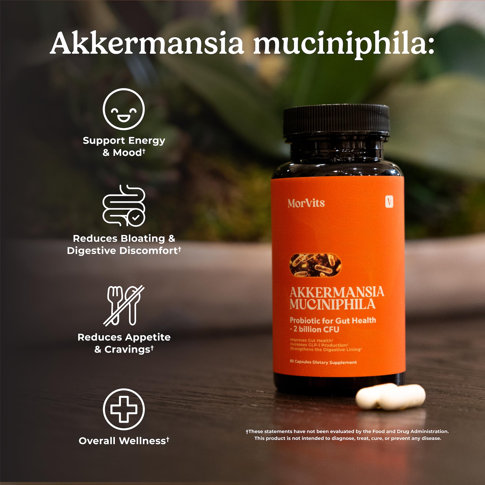 Morvits Akkermansia Probiotic Capsules back view with ingredient list