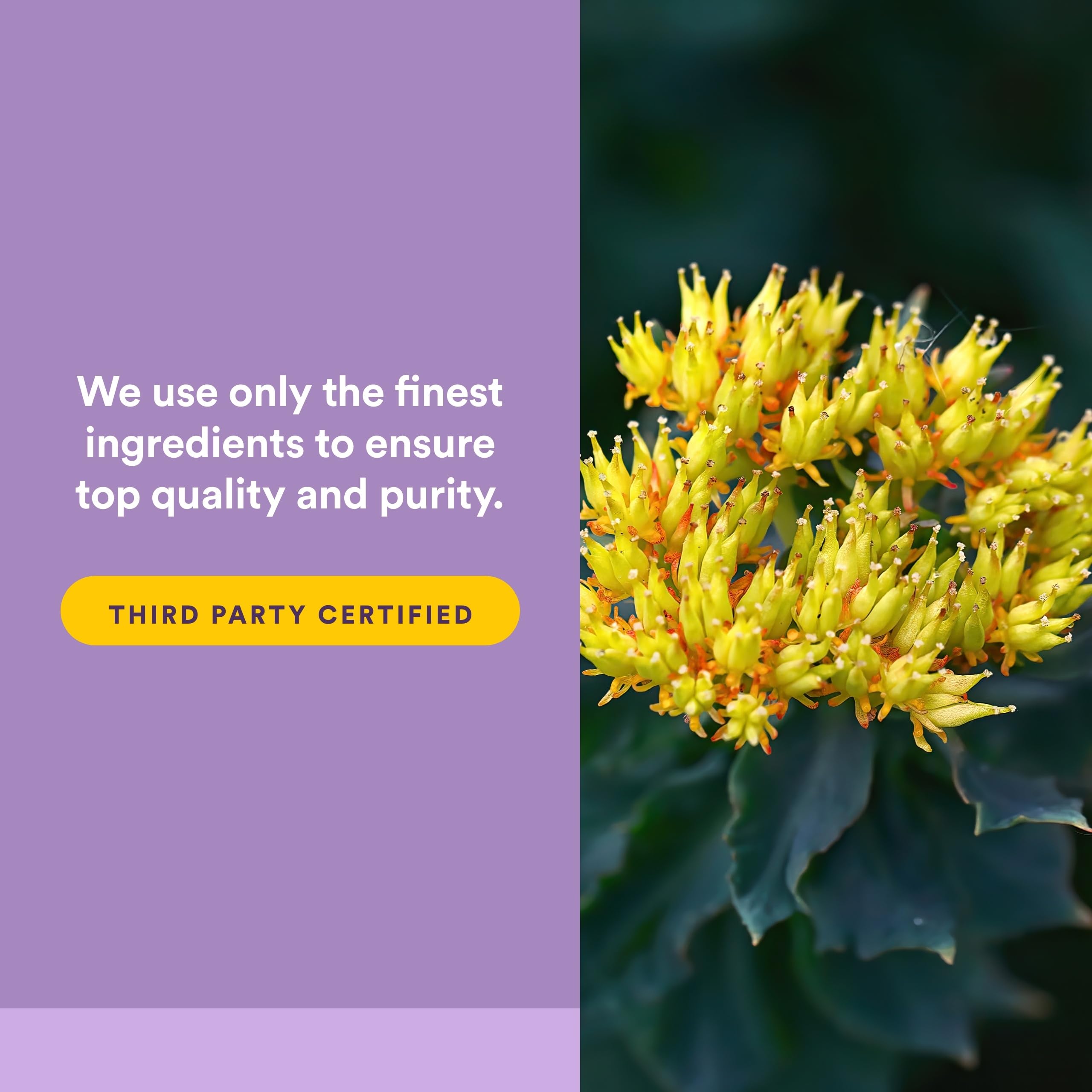 Natural Factors Adrenal Extracts capsules in hand