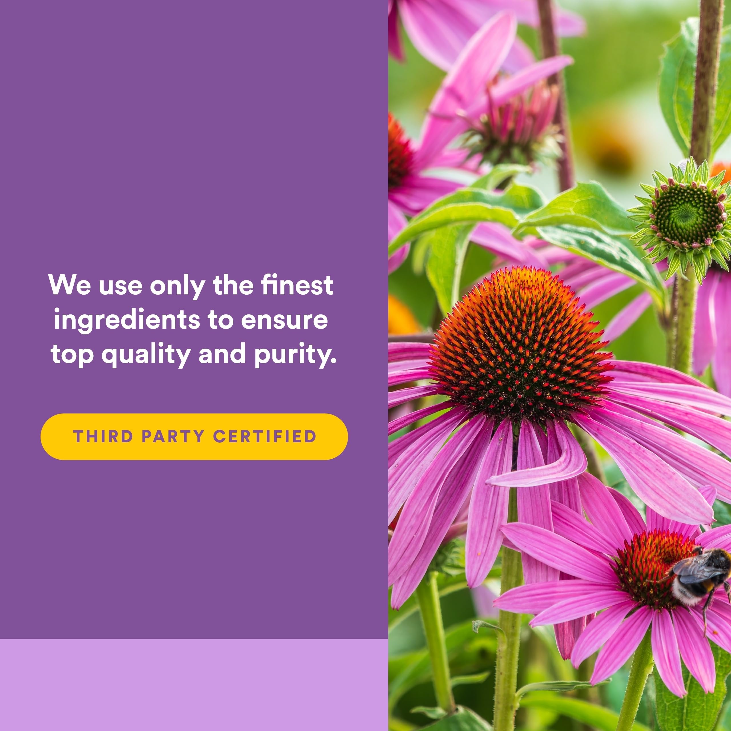 Natural Factors Echinacea Liquid Extract with dropper in use