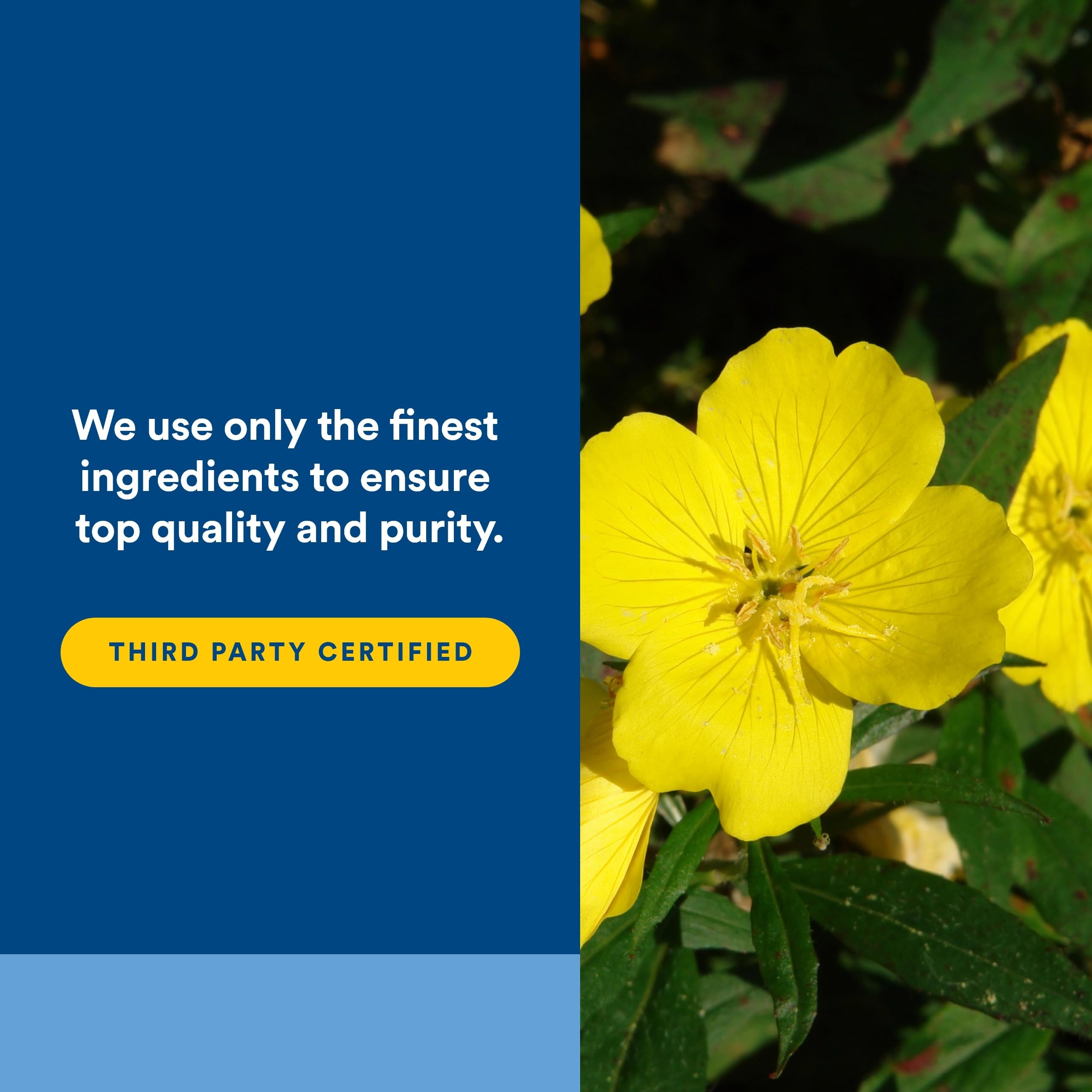 Natural Factors Evening Primrose Oil ingredients list