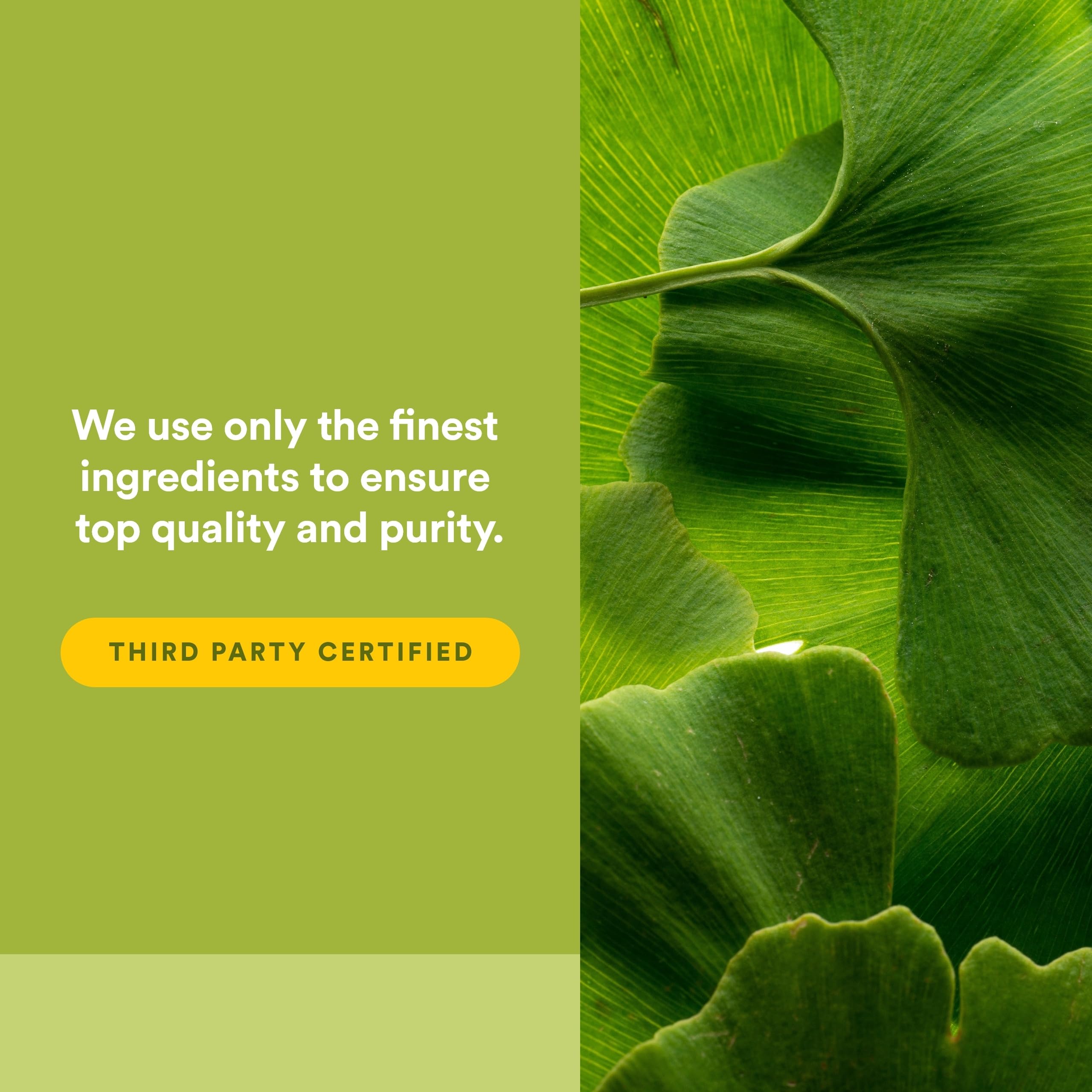 Natural Factors Ginkgo Biloba 50:1 Extract capsules on a wooden table