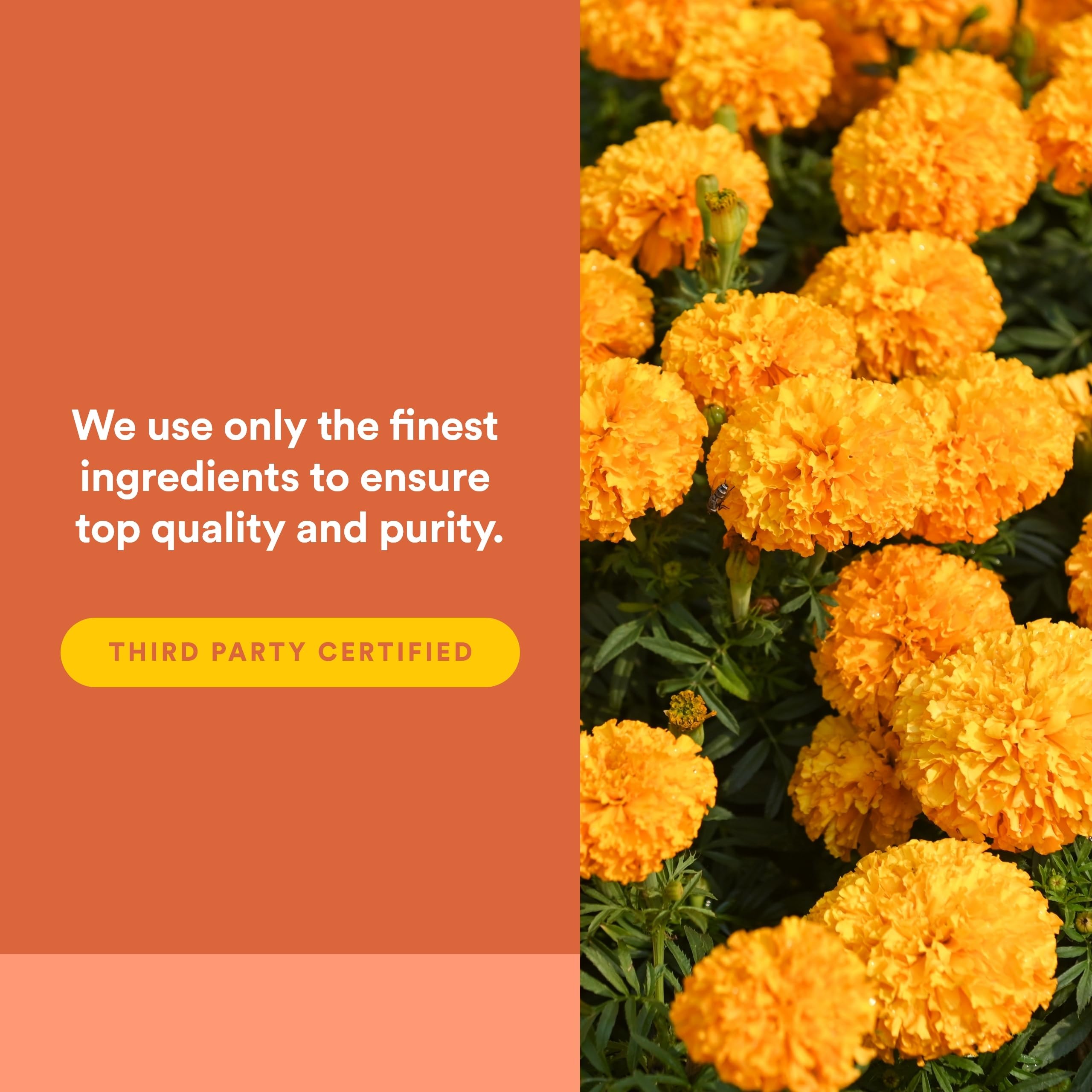 Natural Factors Lutein Softgels 40mg with marigold flowers