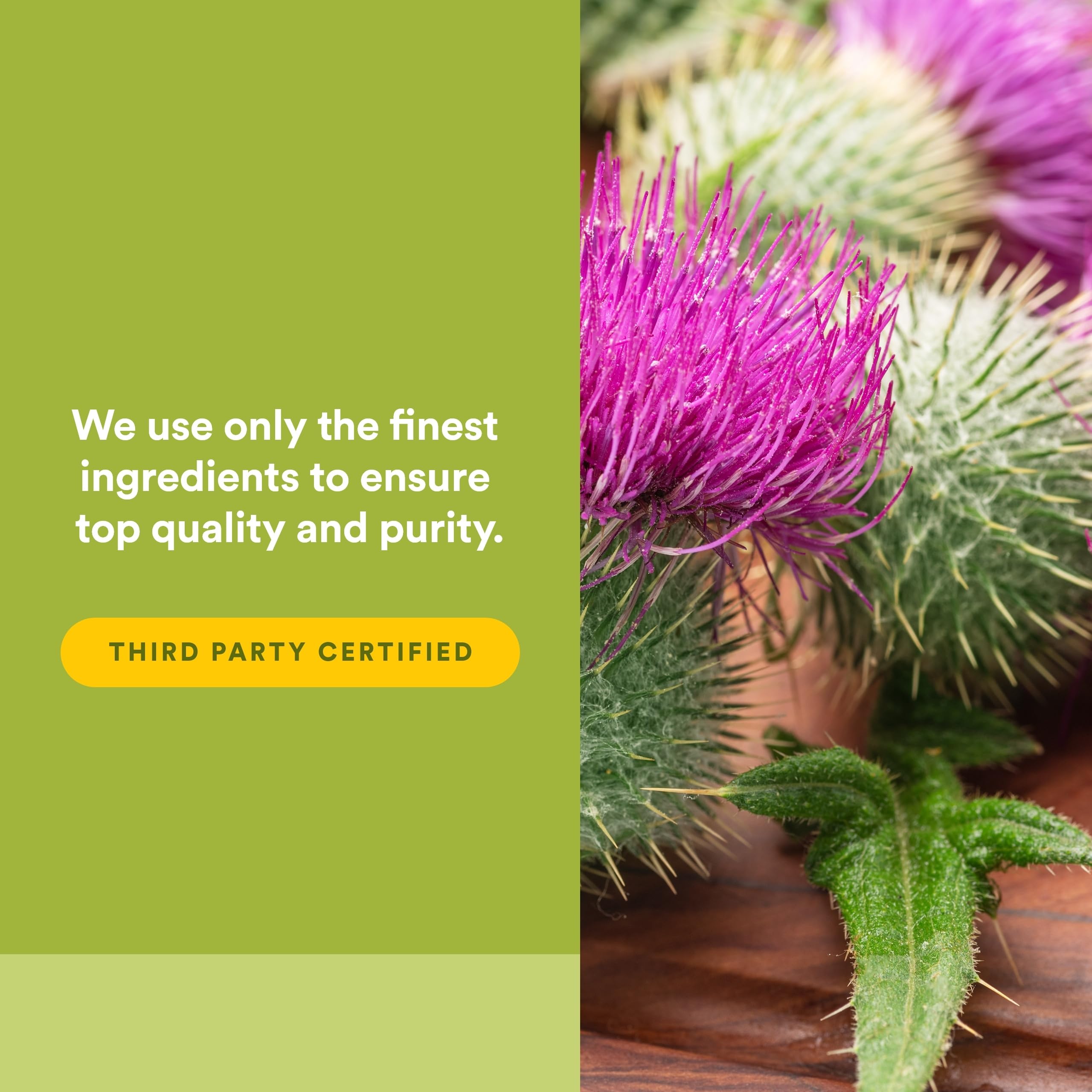 Natural Factors Milk Thistle Phytosome lifestyle scene