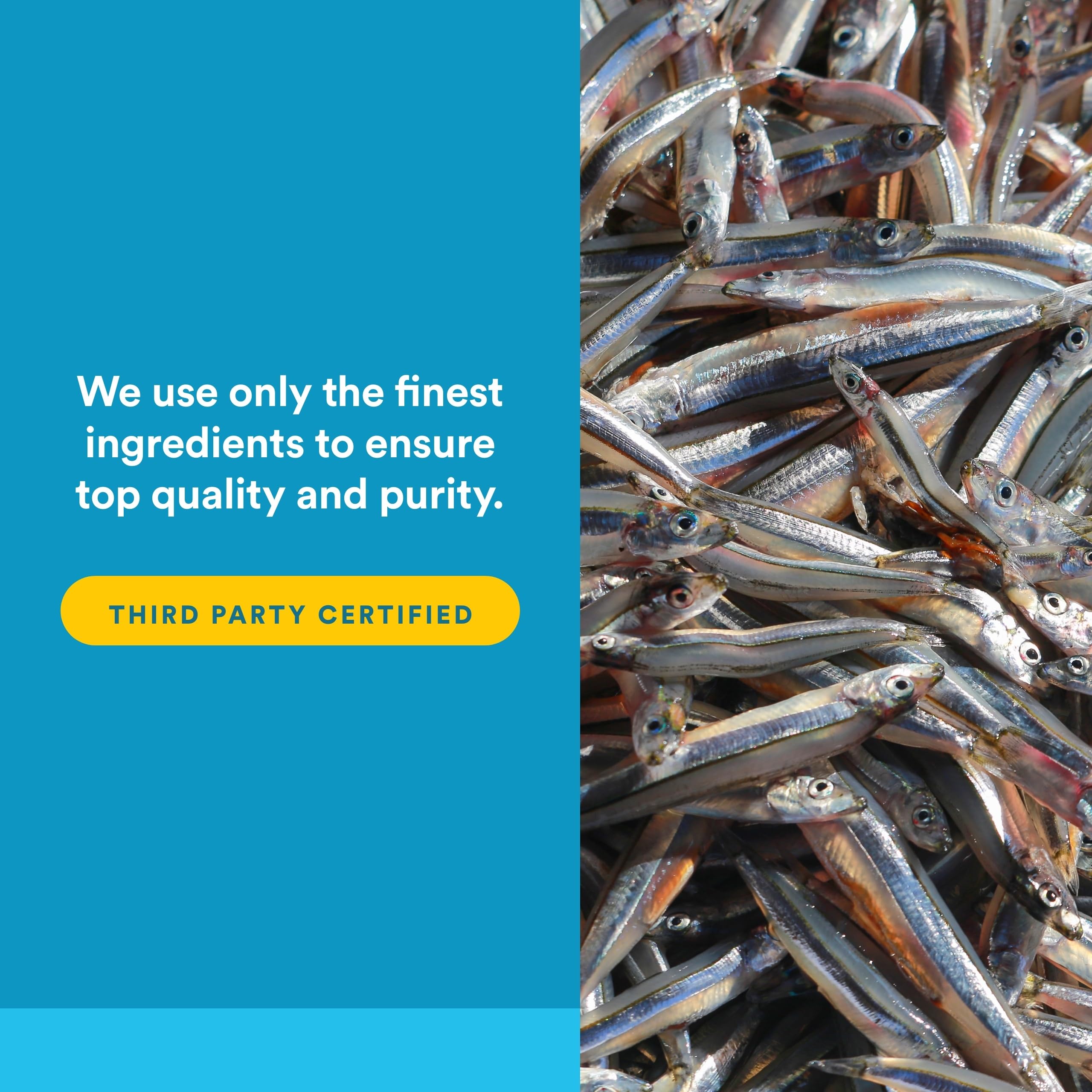 Natural Factors Omega-3 Fish Oil back of packaging