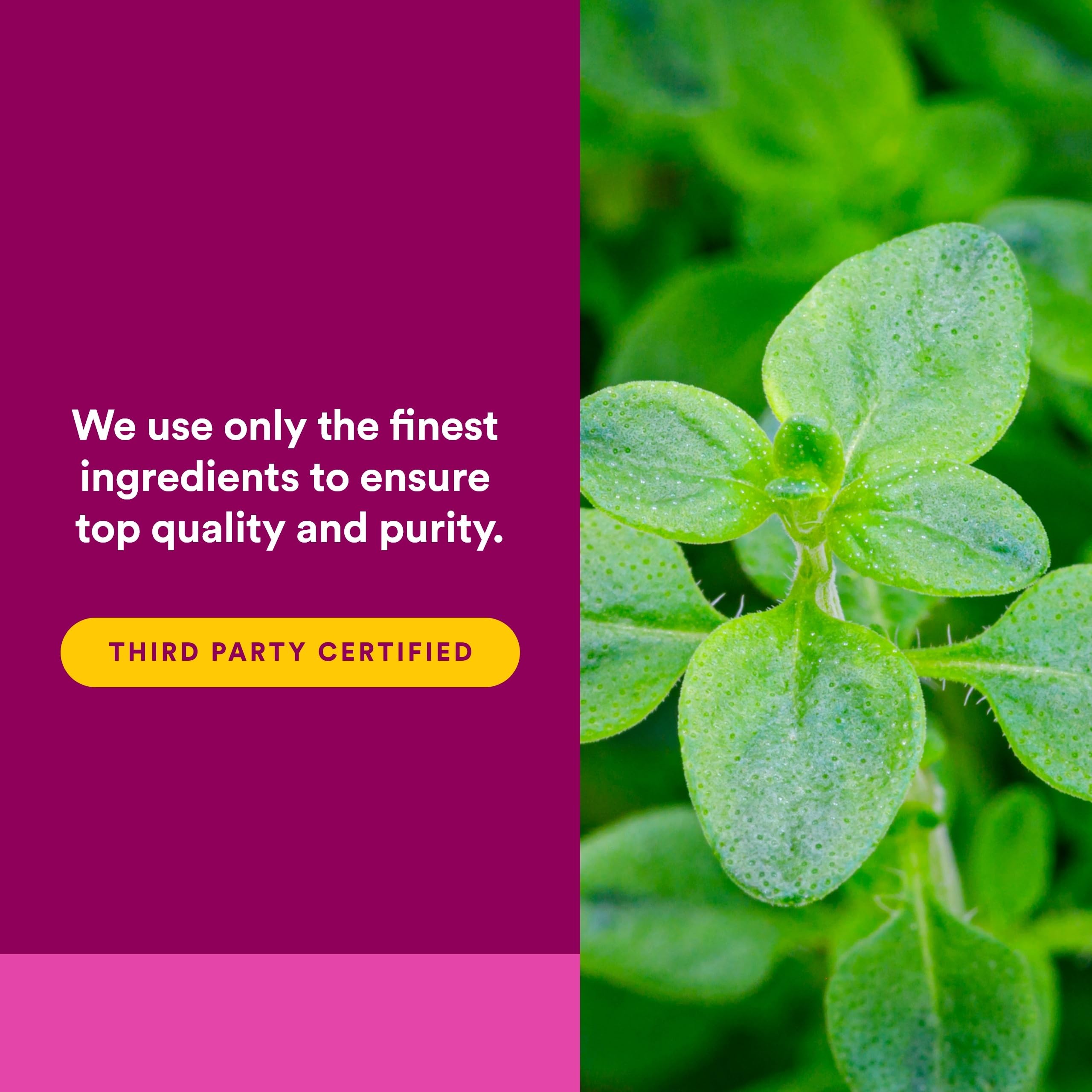 Natural Factors Oregano Oil Softgels with ingredients list