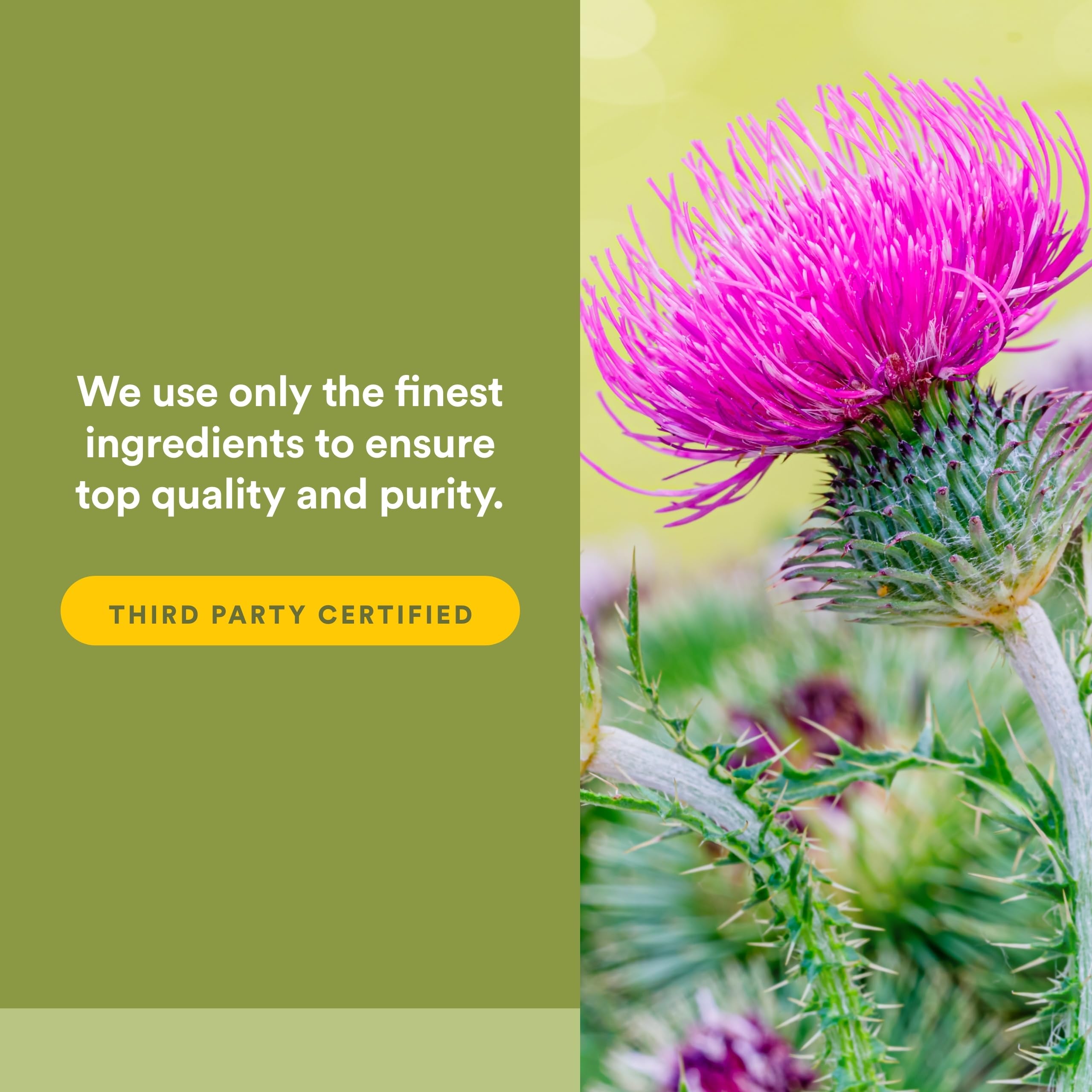Natural Factors Premium Milk Thistle 150mg capsules on a wooden surface
