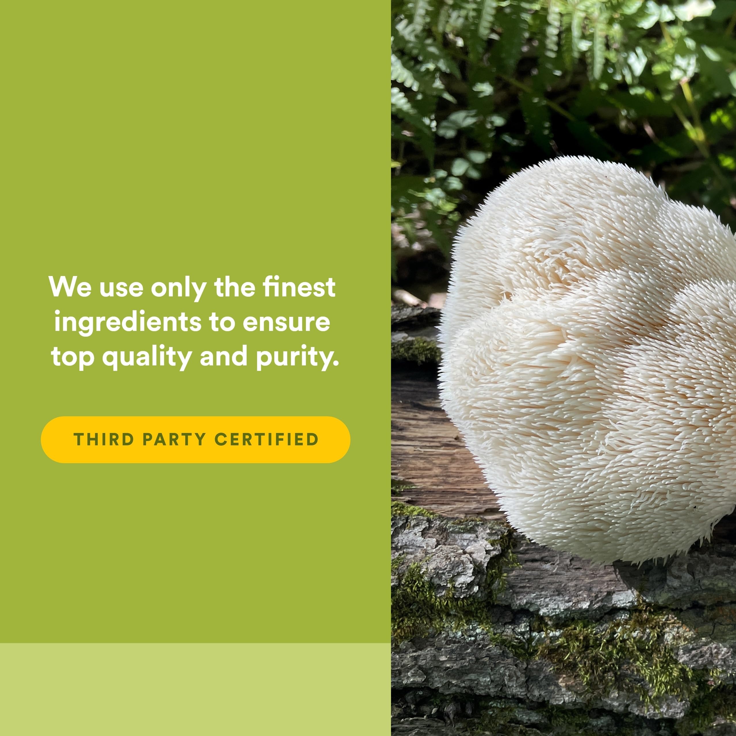 Natural Factors Super Mushroom Supplement 195g ingredients list