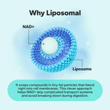 NaturaNex Liposomal NAD+ Supplement 500mg capsules
