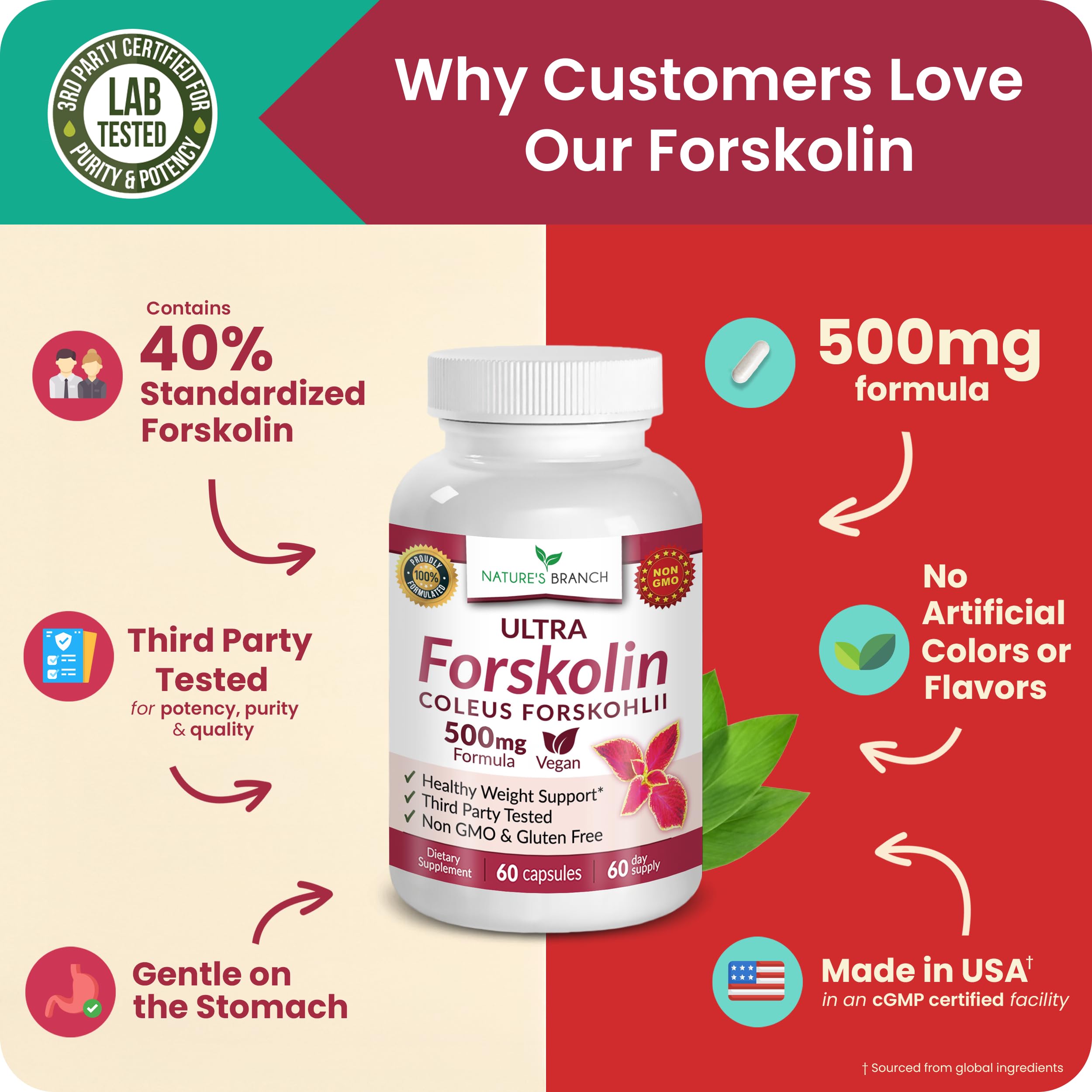 NATURE'S BRANCH Forskolin 500mg vegan capsules with aloe vera plant