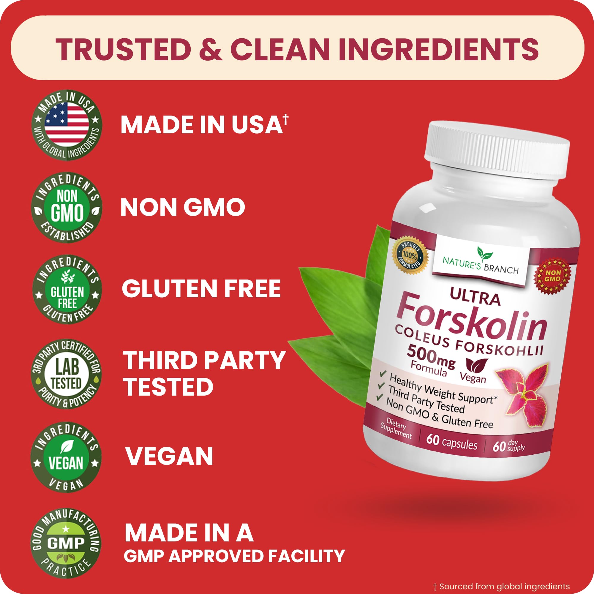 NATURE'S BRANCH Forskolin 500mg vegan capsules with measuring spoon