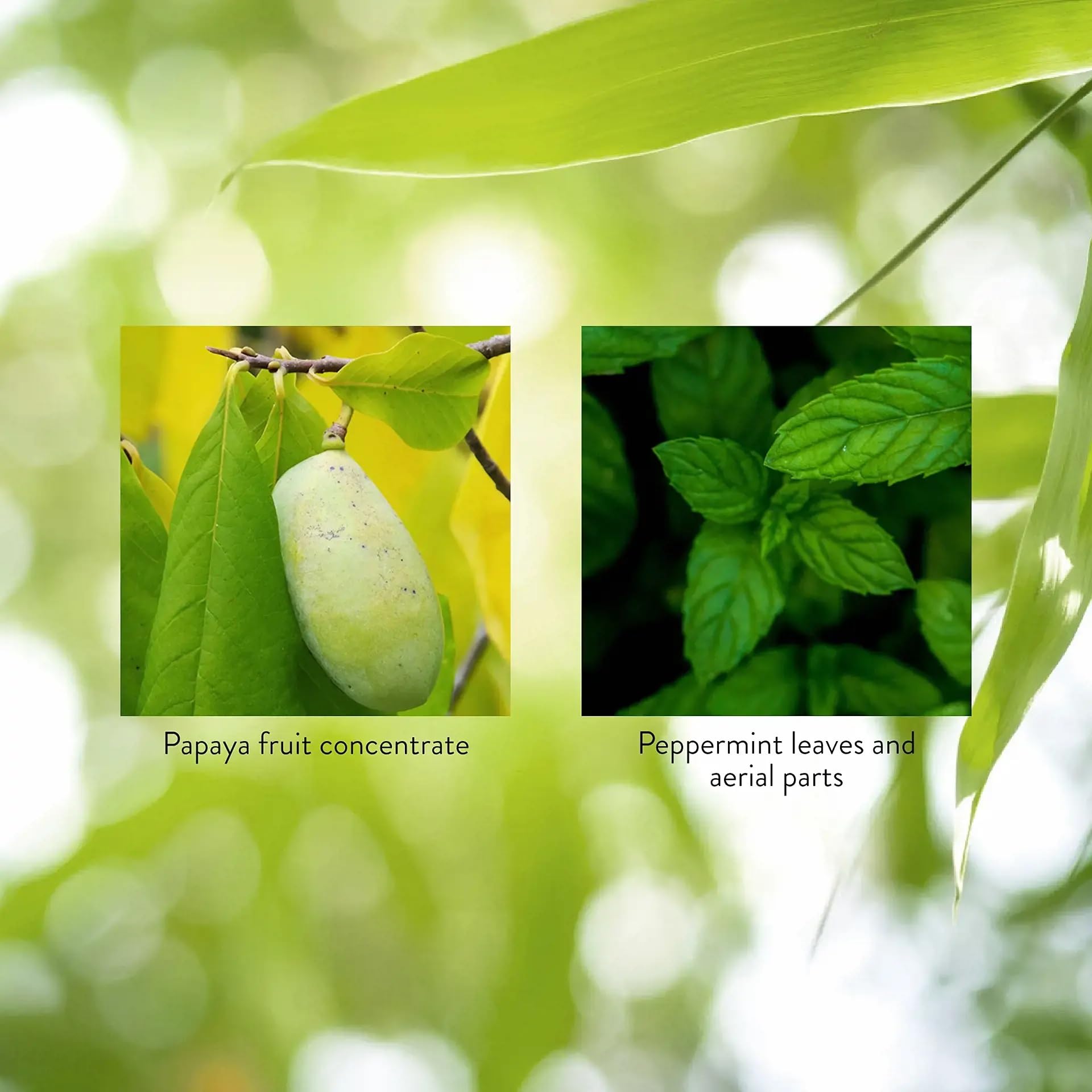 Nature's Sunshine Chewable Tablets with papaya and peppermint leaves
