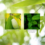 Nature's Sunshine Chewable Tablets with papaya and peppermint leaves