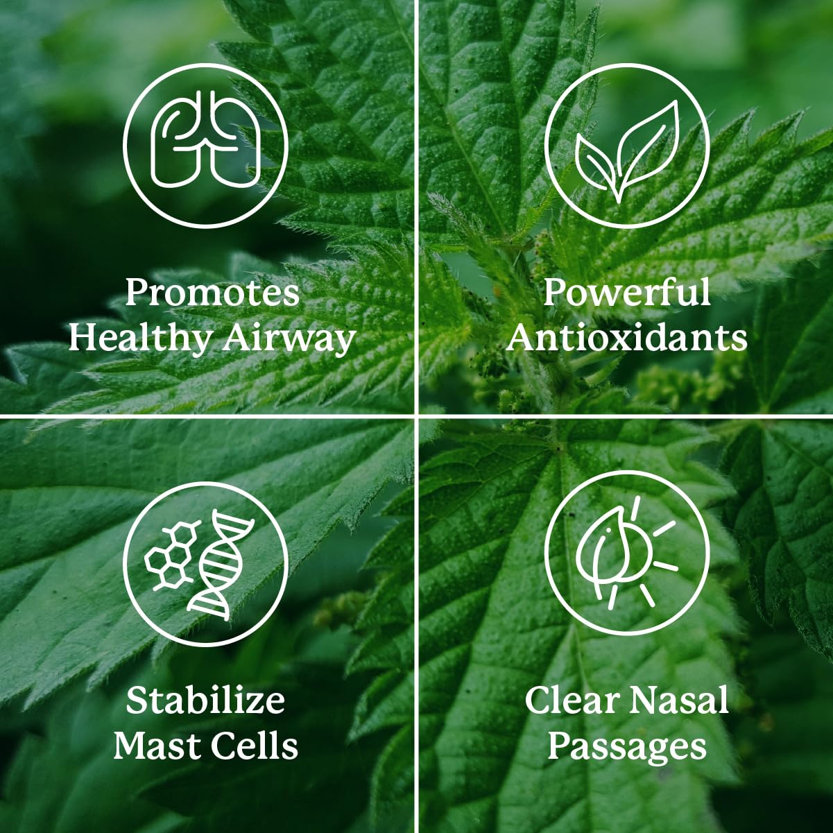 Nature's Sunshine HistaBlock Nettle Herbal Supplement packaging