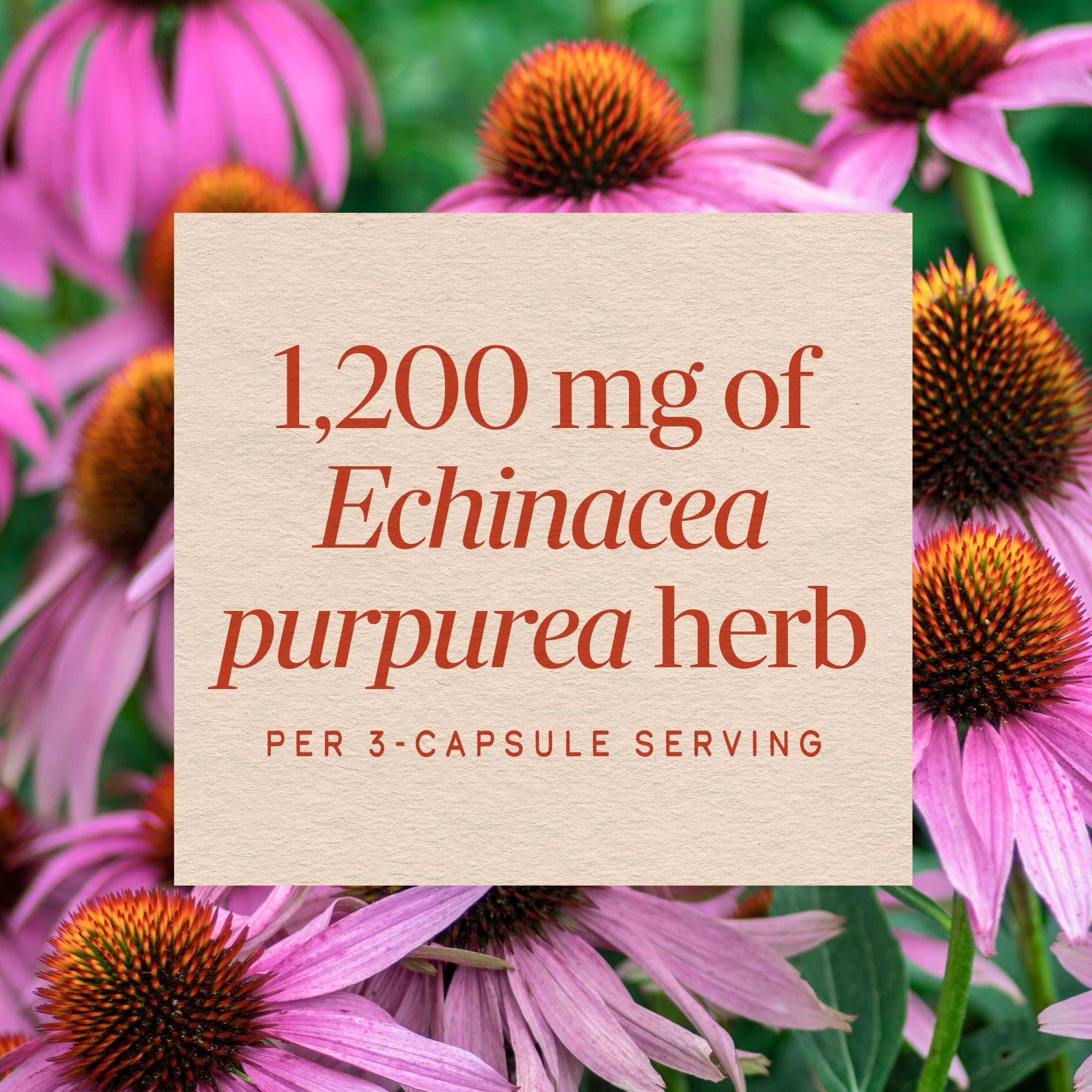 Nature's Way Echinacea Capsules in hand for size reference