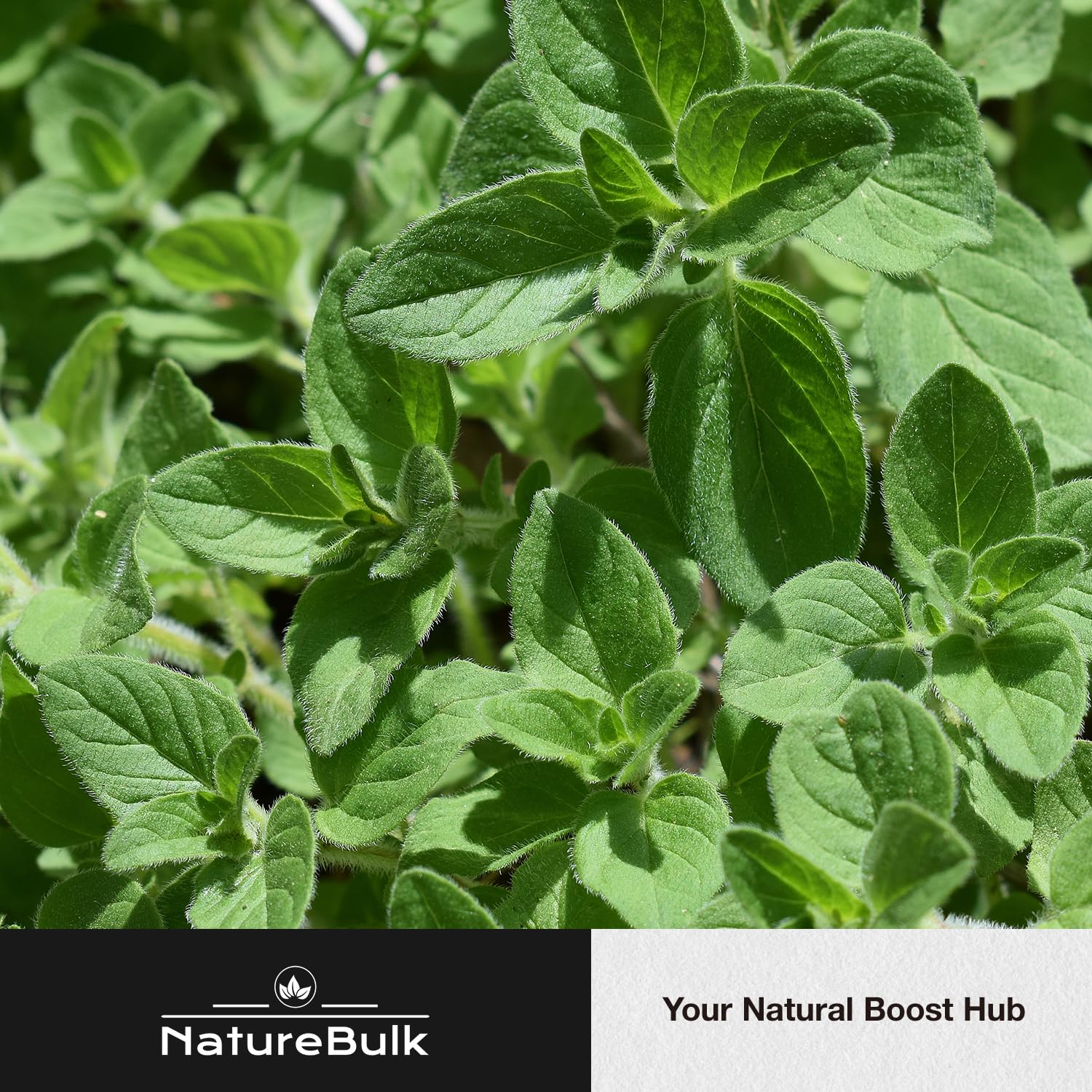 NATUREBULK Oregano Leaf Extract Capsules 600mg in a hand