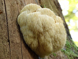 Naturejam Lion's Mane Mushroom Powder in a recipe book setting