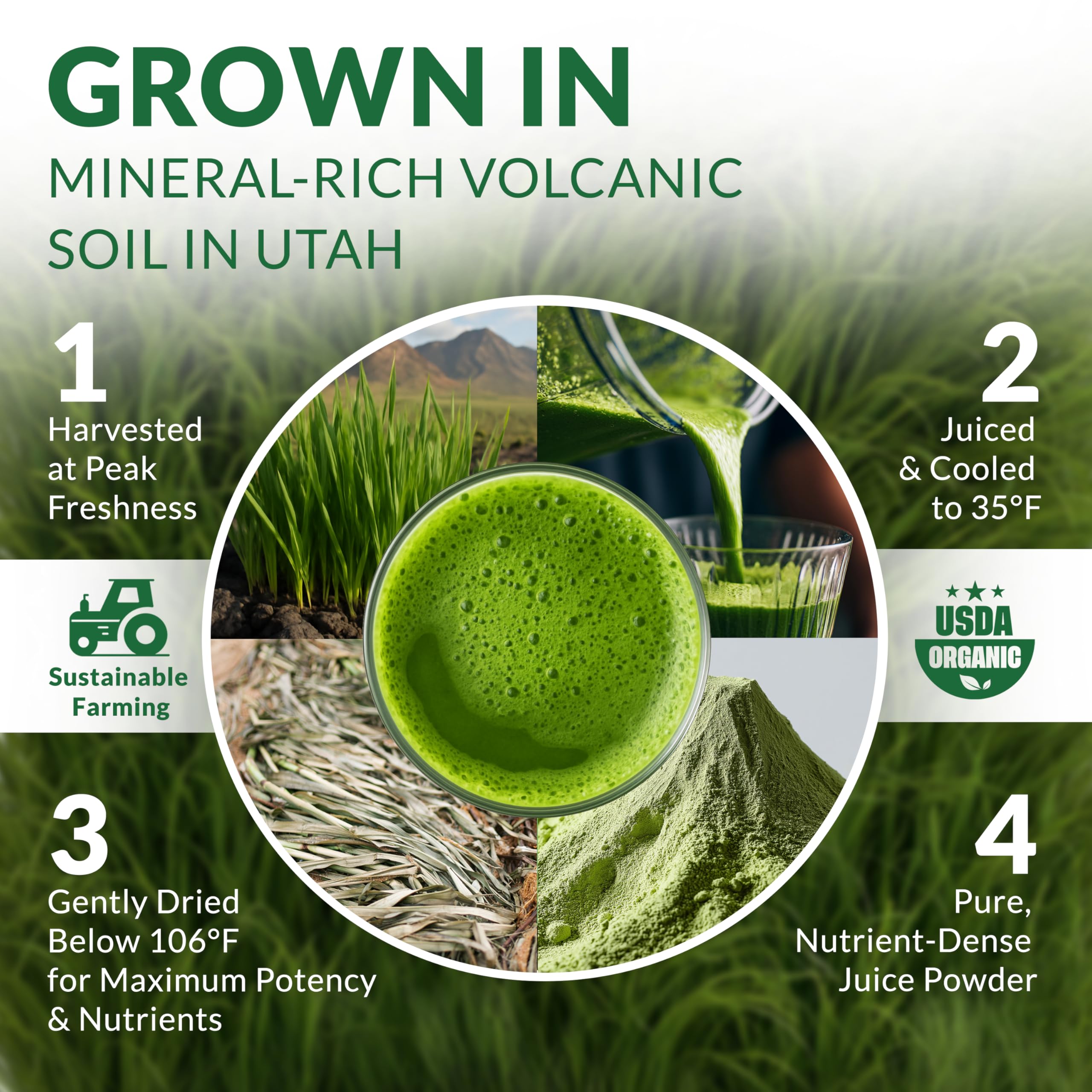 Nautical Elements Organic Barley Grass Juice Powder mixed in a glass of water