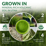 Nautical Elements Organic Barley Grass Juice Powder mixed in a glass of water