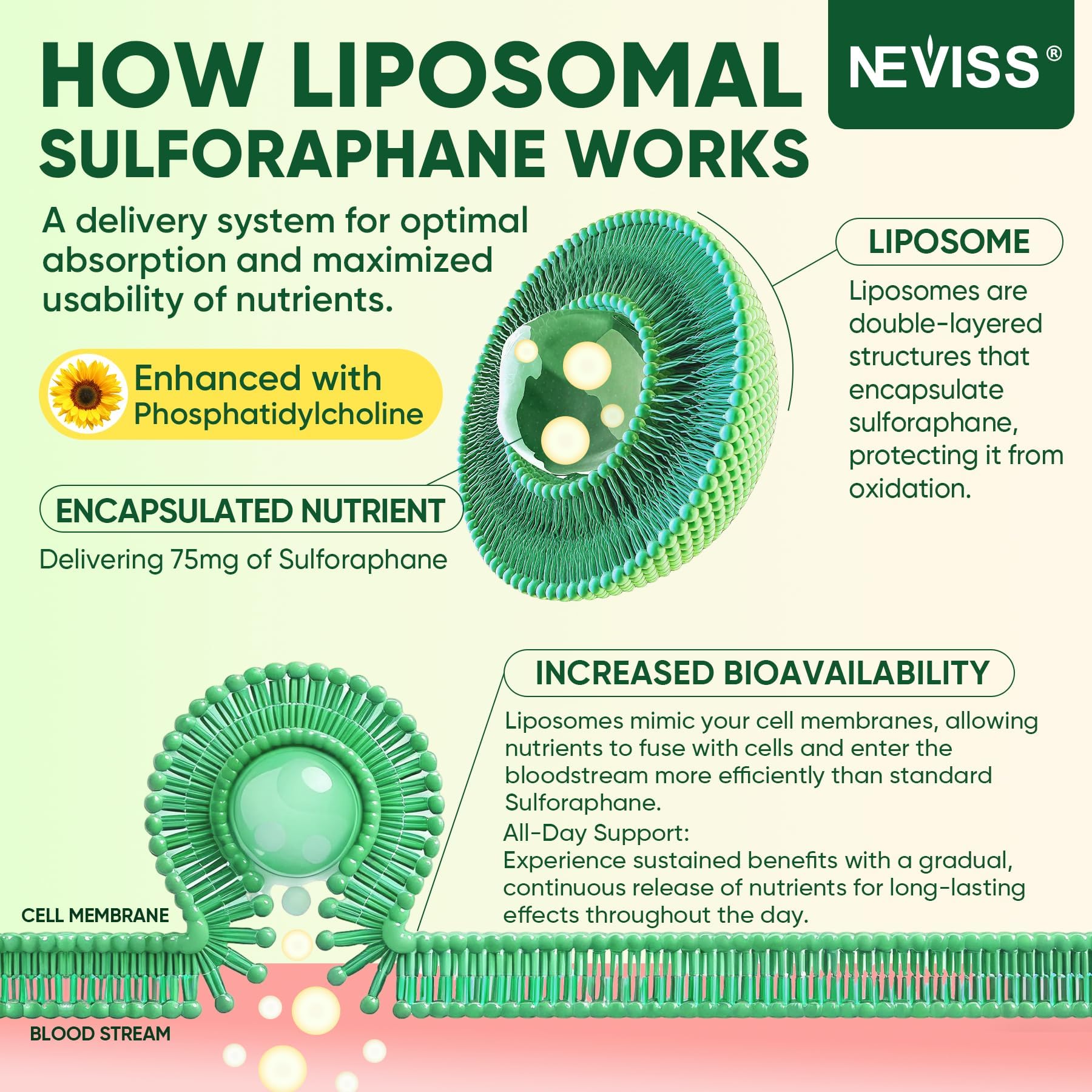 NEVISS Liposomal Sulforaphane Gummies opened packaging