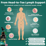 Nivltpure Herbal Lymphatic Support Drops serving size
