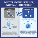 Nokuba Trigonelline HCL 500mg NAD+ Supplement bottle back view