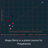 Noomadic Maqui Berry Capsules displayed with fresh maqui berries