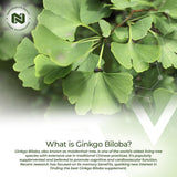 Nootropics Depot Ginkgo Biloba Extract Tablets 120mg packaging details