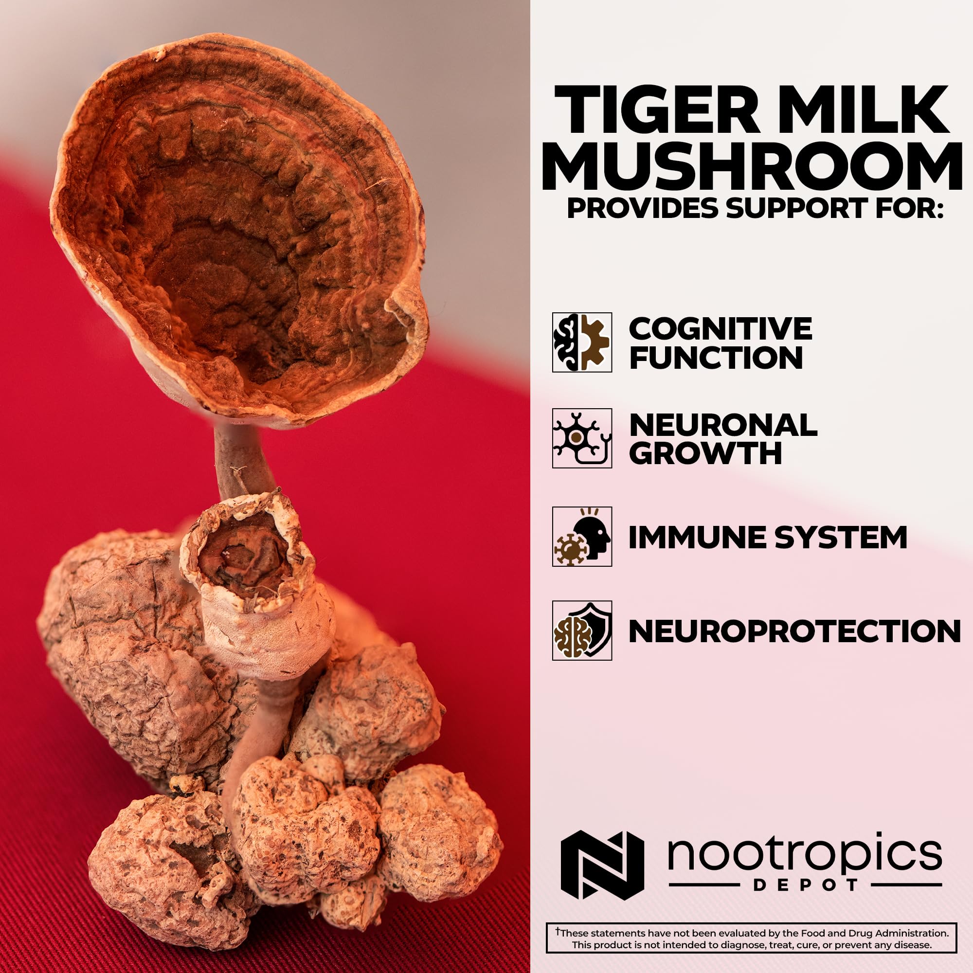 Nootropics Depot Tiger Milk Mushroom Sclerotium capsules close-up