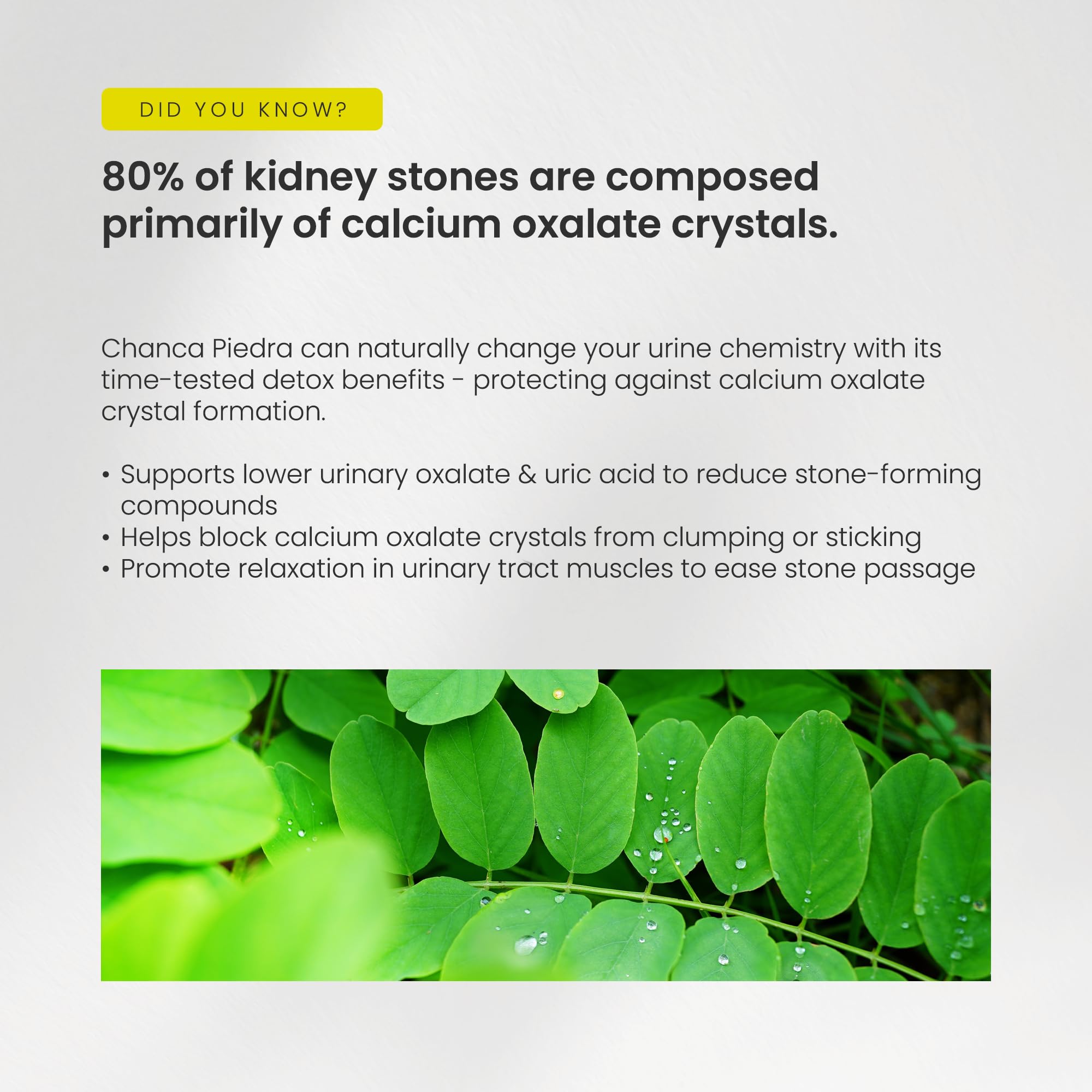 NutraChamps Chanca Piedra supplement ingredients list
