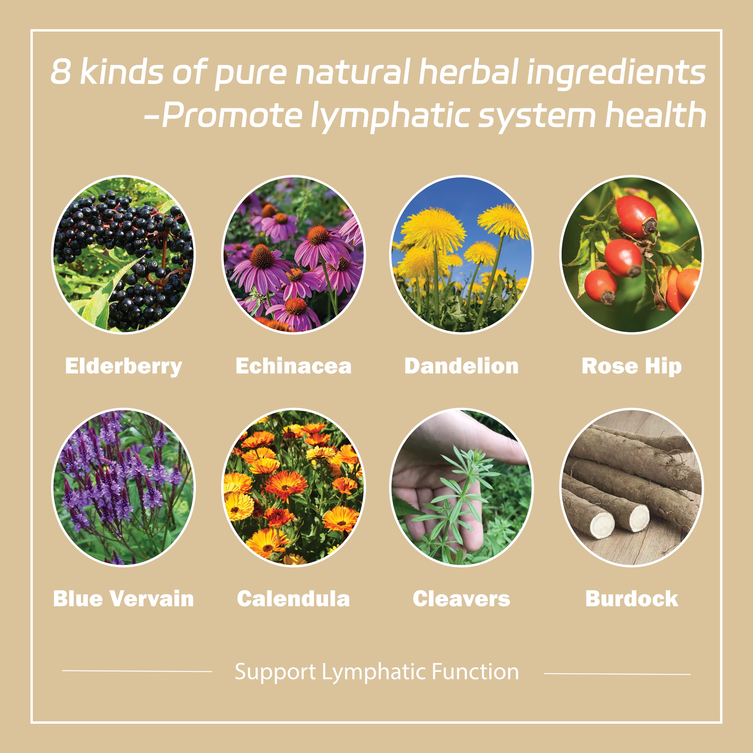 NutriMuse Echinacea Lymphatic Support Drops lifestyle scene