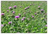Nutritional information on Milk Thistle Seed Powder pouch