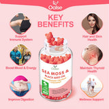 OALSE Sea Moss Gummies showing the gummies inside the bottle
