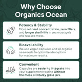 Organics Ocean Shilajit Gummies nutritional information