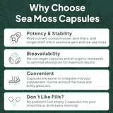 Organics Ocean Wild Crafted Sea Moss Capsules opened bottle